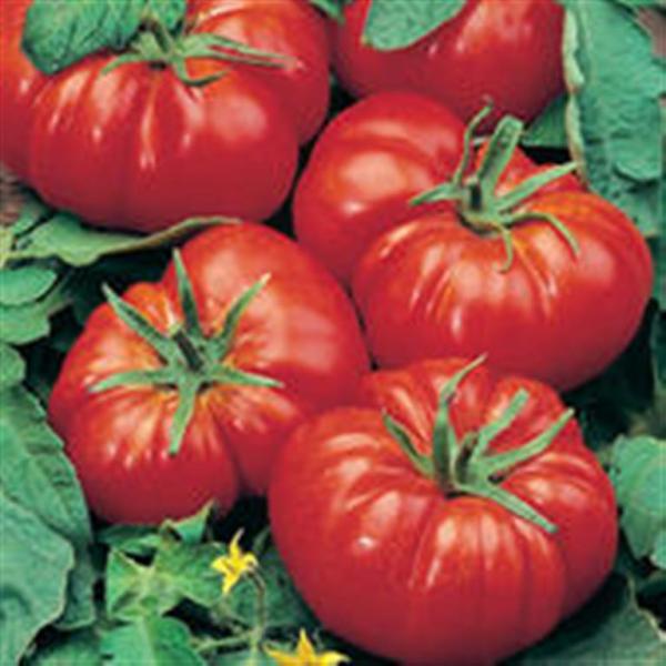 Marmande French Red Beefsteak tomato 20 seeds